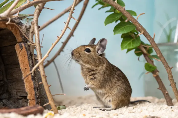 Neugieriger Degu in einem artgerechten Heim mit Kletterästen und Verstecken.
