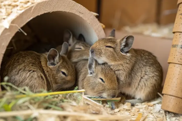 Eine Gruppe von Degus kuschelt zusammen und schläft in einer gemütlichen Ecke mit natürlicher Umgebung.