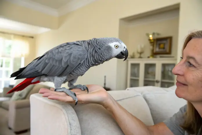 Graupapagei steht auf der Hand seiner Besitzerin.