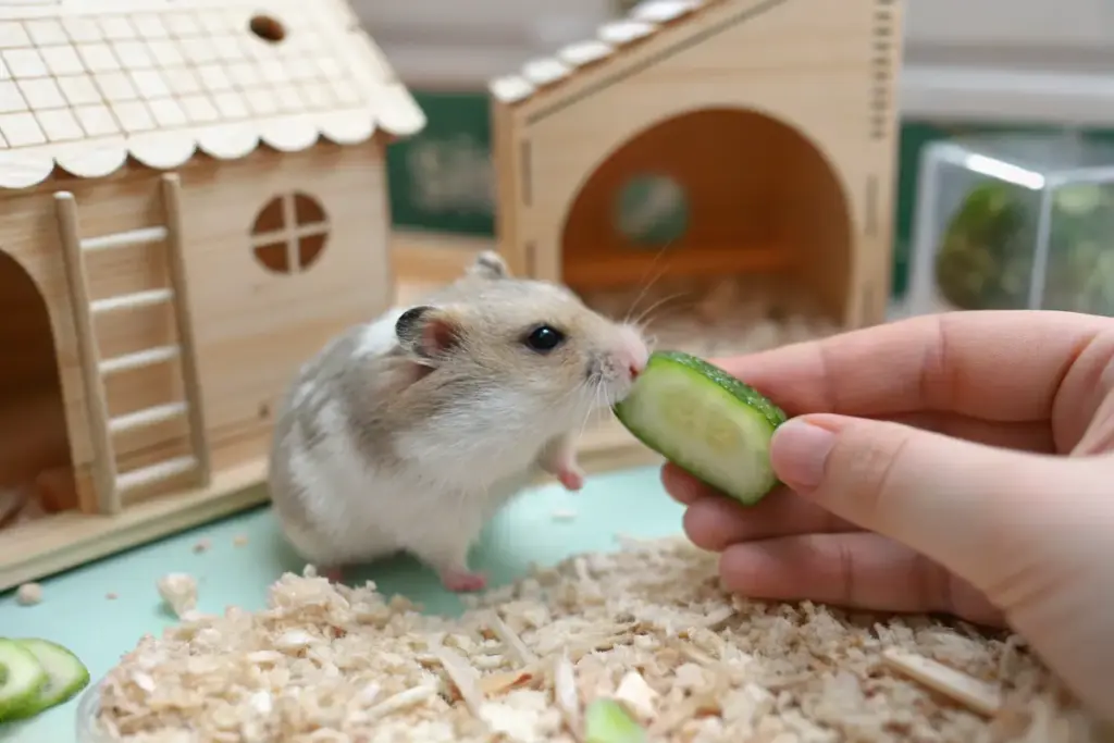 Hamster nimmt vorsichtig Futter aus der Hand – Aufbau von Vertrauen.