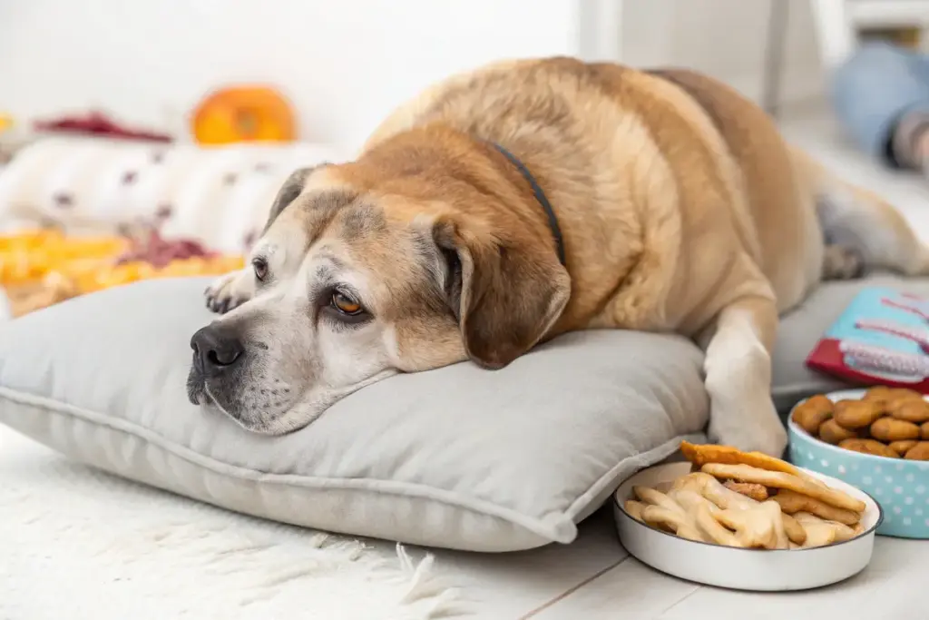 Übergewichtiger Hund mit stumpfem Fell und einer Schale mit ungesunden Leckerlis.